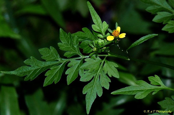 {Bidens bipinnata}